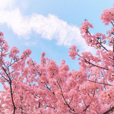 梦回莽荒手游(暂未上线)v1.0.30 安卓版
